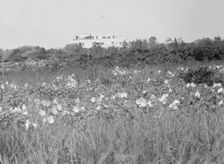 House and grounds of "The Shallows," property of Lucien Hamilton Tyng, Southampton, Long Island, 193 Creator: Arnold Genthe