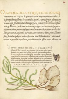 House Fly, Lavender Cotton, and Money Plant, 1561-1562; illumination added 1591-1596. Creator: Joris Hoefnagel
