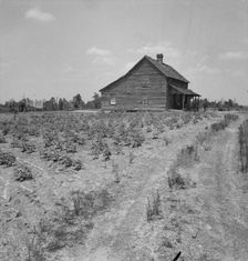 House of cotton sharecropper (white) near Gaffney, South Carolina, 1937. Creator: Dorothea Lange