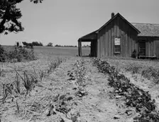 House of ex-tenant farmer now on reliefEllis County, Texas, 1937. Creator: Dorothea Lange
