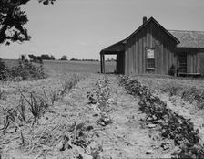 House of ex-tenant farmer now on reliefEllis County, Texas, 1937. Creator: Dorothea Lange