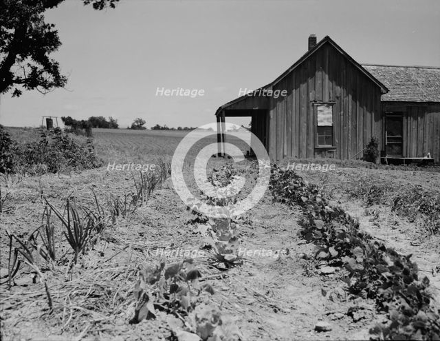 House of ex-tenant farmer now on reliefEllis County, Texas, 1937. Creator: Dorothea Lange.