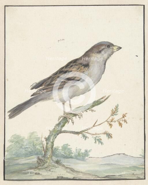 House sparrow, 1650-1719. Creator: Jan Weenix.