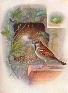 House-Sparrow -- Pas'ser domes'ticus c1910, (1910). Artist: George James Rankin