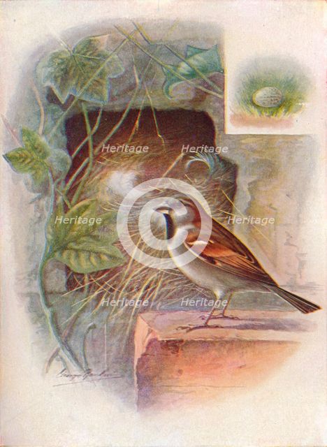 'House-Sparrow -- Pas'ser domes'ticus', c1910, (1910). Artist: George James Rankin.