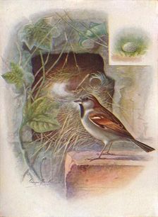 House-Sparrow -- Pas'ser domes'ticus c1910, (1910). Artist: George James Rankin