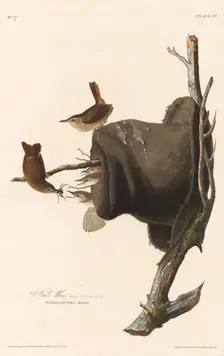 House Wren, 1830. Creator: Robert Havell