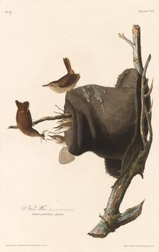 House Wren, 1830. Creator: Robert Havell