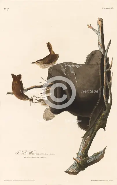 House Wren, 1830. Creator: Robert Havell.