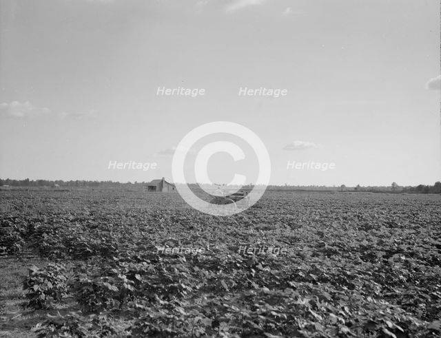 Houses dot the fields, abandoned, Aldridge Plantation near Leland, Mississippi, 1937. Creator: Dorothea Lange.