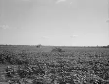 Houses dot the fields, abandoned, Aldridge Plantation near Leland, Mississippi, 1937. Creator: Dorothea Lange