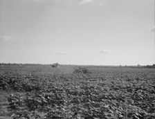 Houses dot the fields, abandoned, Aldridge Plantation near Leland, Mississippi, 1937. Creator: Dorothea Lange