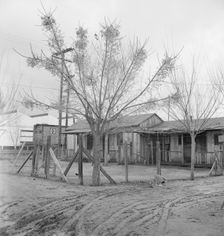 Houses inhabited by Mexican citrus workers, Lindsay, Tulare County, California , 1939. Creator: Dorothea Lange