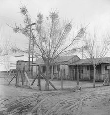 Houses inhabited by Mexican citrus workers, Lindsay, Tulare County, California , 1939. Creator: Dorothea Lange