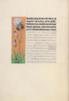 Hours of Queen Isabella the Catholic, Queen of Spain: Fol. 79v, c. 1500. Creator: Master of the First Prayerbook of Maximillian (Flemish, c. 1444-1519); Associates, and