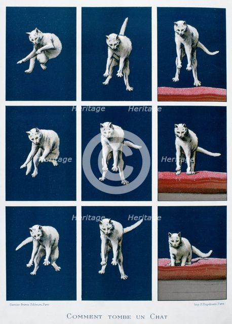 How a cat falls, 19th century. Artist: Gustave Francois Lasellaz
