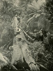 How Are The Mighty Fallen 1901. Creator: Unknown