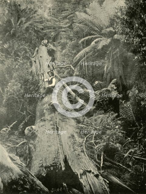 'How Are The Mighty Fallen', 1901. Creator: Unknown.