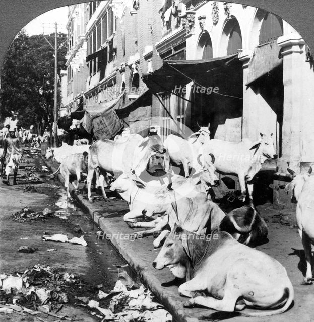 How Hindu cows enjoy life on Harrison Street, Calcutta, India, 1900s.Artist: Underwood & Underwood