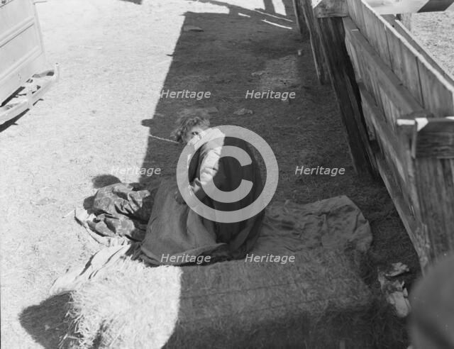 Hobo wakes up early in the morning from his bed alongside a corral, Imperial Valley, CA, 1939. Creator: Dorothea Lange.