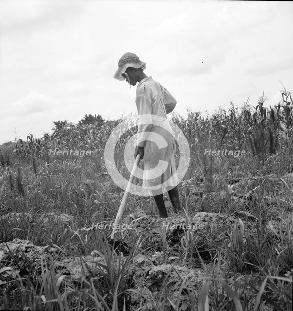 Hoe culture in the South, Mississippi, 1936. Creator: Dorothea Lange.