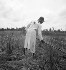 Hoe culture in the South, Mississippi, 1936. Creator: Dorothea Lange