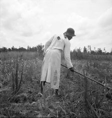 Hoe culture in the South, Mississippi, 1936. Creator: Dorothea Lange