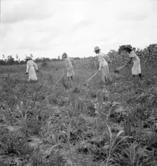 Hoe culture in the South, Mississippi, 1936. Creator: Dorothea Lange