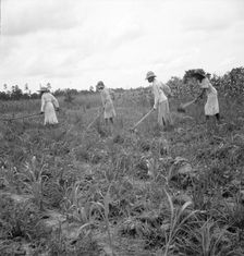 Hoe culture in the South, Mississippi, 1936. Creator: Dorothea Lange