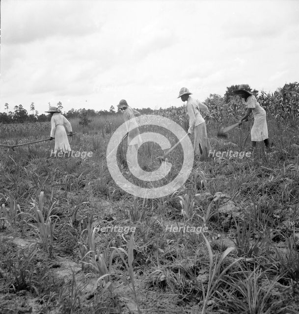 Hoe culture in the South, Mississippi, 1936. Creator: Dorothea Lange.