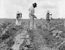 Hoe culture in the South, Near Eutaw, Alabama, 1936. Creator: Dorothea Lange
