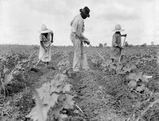 Hoe culture in the South, Near Eutaw, Alabama, 1936. Creator: Dorothea Lange