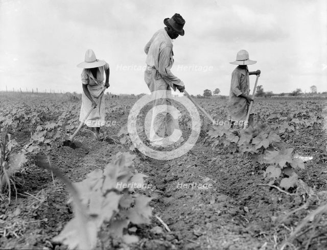 Hoe culture in the South, Near Eutaw, Alabama, 1936. Creator: Dorothea Lange.
