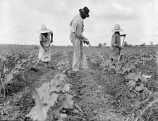 Hoe culture in the South, Near Eutaw, Alabama, 1936. Creator: Dorothea Lange