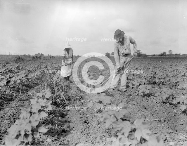 Hoeing - Alabama negro tenant farmer and part of his family, Eutaw, Alabama, 1936. Creator: Dorothea Lange.