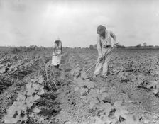 Hoeing - Alabama negro tenant farmer and part of his family, Eutaw, Alabama, 1936. Creator: Dorothea Lange