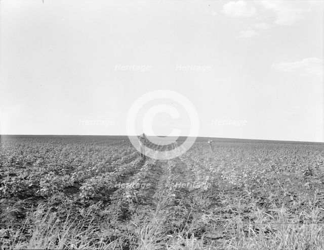 Hoeing cotton, South Texas, 1936. Creator: Dorothea Lange.