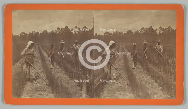 Hoeing Rice, 1876-1888. Creator: O. Pierre Havens.