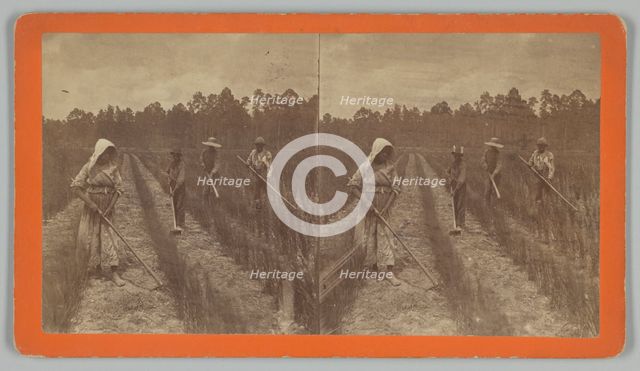 Hoeing Rice, 1876-1888. Creator: O. Pierre Havens.