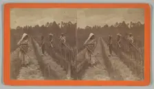 Hoeing Rice, 1876-1888. Creator: O. Pierre Havens