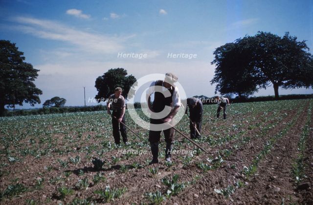Hoeing Root Crops, England, c1960. Artist: CM Dixon.