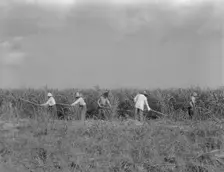 Hoeing sugarcane on plantation in Louisiana, 1937. Creator: Dorothea Lange