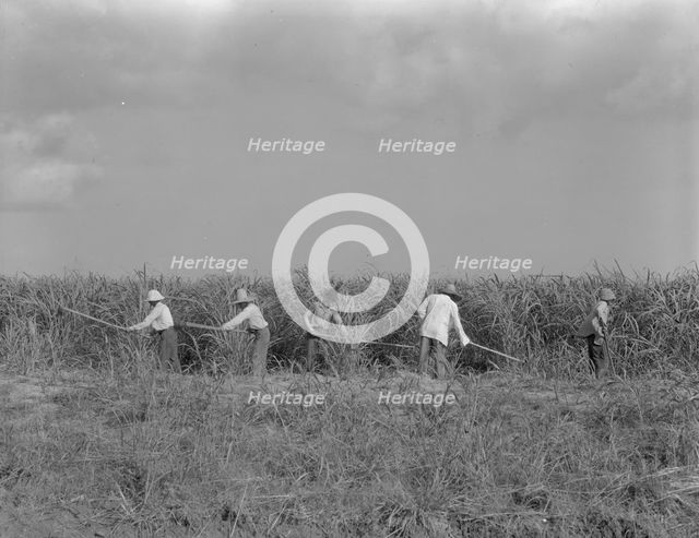 Hoeing sugarcane on plantation in Louisiana, 1937. Creator: Dorothea Lange.