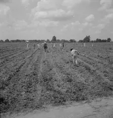 Hoers, Aldridge Plantation, 1937. Creator: Dorothea Lange