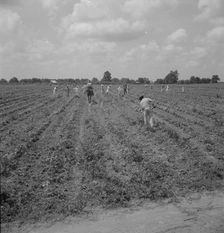 Hoers, Aldridge Plantation, 1937. Creator: Dorothea Lange