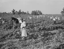 Hoers, Aldridge Plantation, near Leland, Mississippi, 1937. Creator: Dorothea Lange