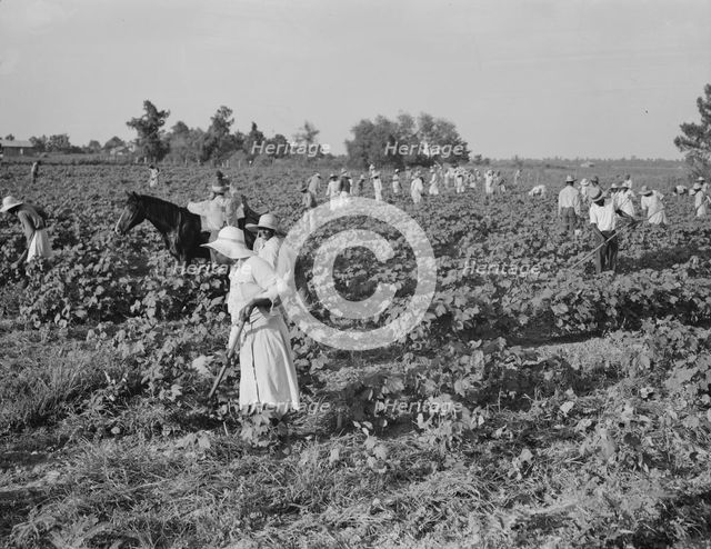 Hoers, Aldridge Plantation, near Leland, Mississippi, 1937. Creator: Dorothea Lange.