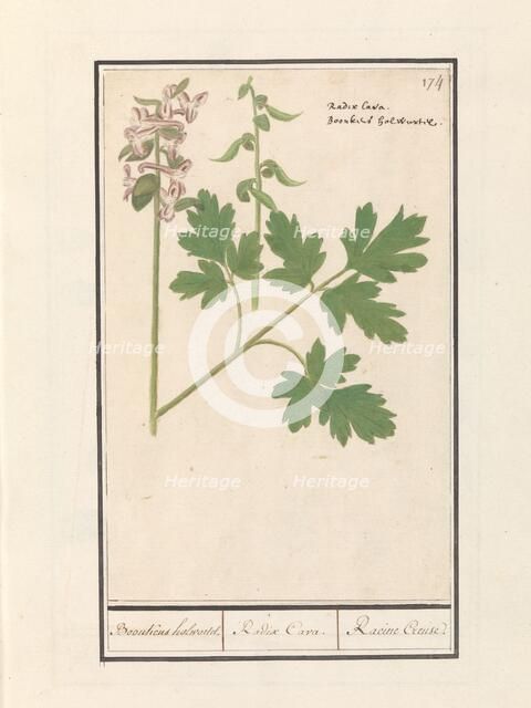 Hollow root (Corydalis cava), 1596-1610. Creators: Anselmus de Boodt, Elias Verhulst.