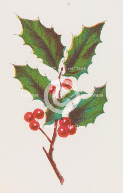 Holly, 1862. Creator: Louis Prang.