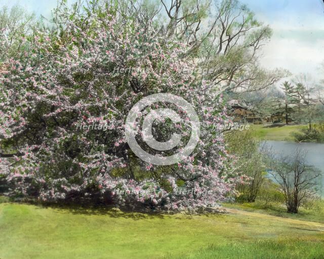 "Holm Lea," Charles Sprague Sargent house, Brookline, Massachusetts, c1914. Creator: Frances Benjamin Johnston.